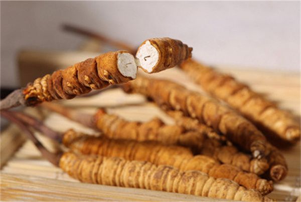 冬蟲夏草可以直接食用嗎？直接生吃無法發(fā)揮冬蟲夏草藥理作用