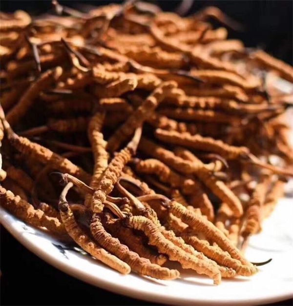 冬蟲夏草能存放多久？真空冷藏可以保存5年