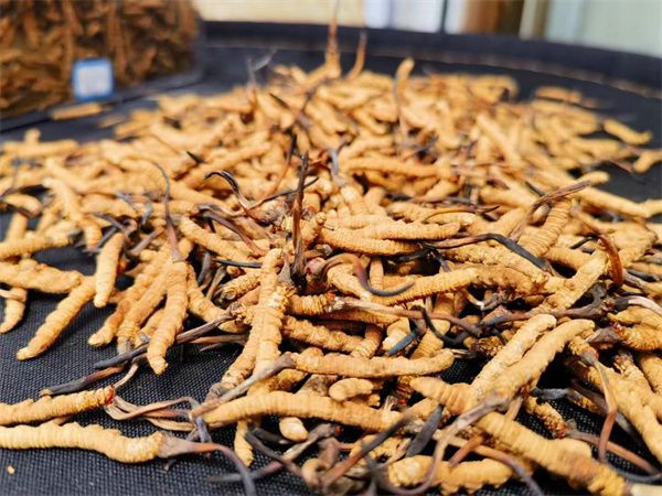 冬蟲(chóng)夏草怎么辨別真假？指點(diǎn)辨別冬蟲(chóng)夏草真假的方法