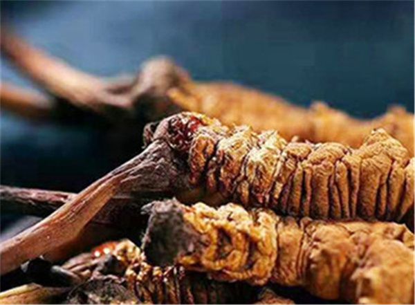 冬蟲夏草包含哪些營養(yǎng)成分？冬蟲夏草的營養(yǎng)價值詳解