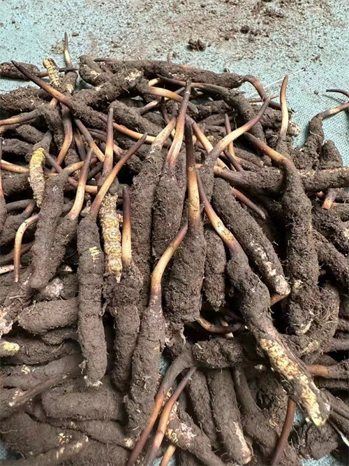 手術(shù)后能否食用冬蟲夏草？專家解答與術(shù)后康復(fù)建議