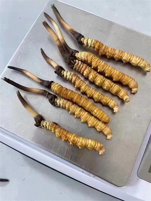 冬蟲夏草煮還是泡好？兩種食用方法的對比分析