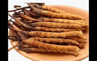 冬蟲夏草和蛹蟲草有哪些地方不一樣？冬蟲夏草和蛹蟲草6個(gè)方面的區(qū)別