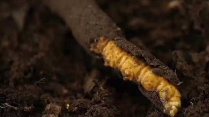 冬蟲夏草：高原之靈，健康之謎