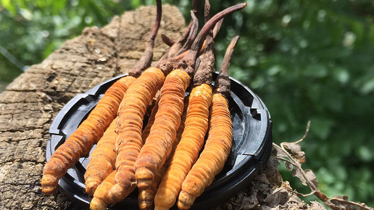 如何辨別優(yōu)質那曲蟲草？掌握這幾招，輕松避開陷阱！