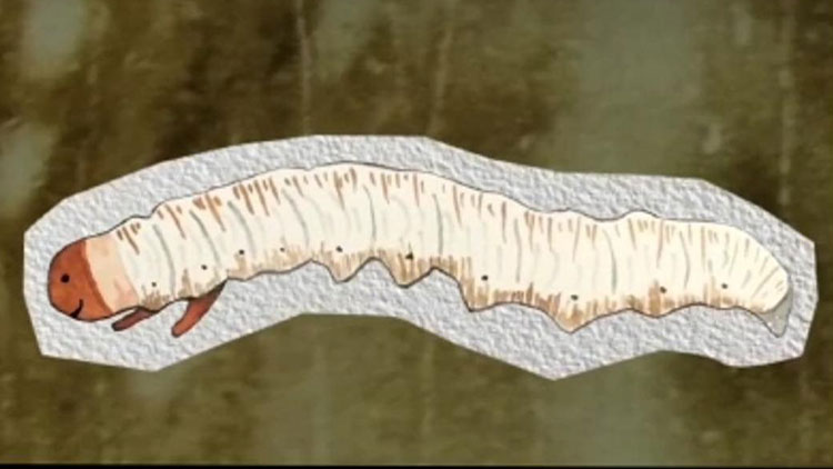 那曲蟲(chóng)草哪些人最適合吃？