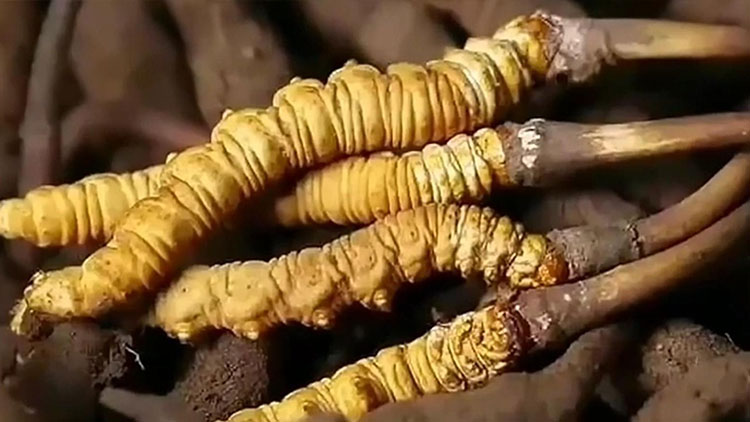  那曲蟲草市場亂象揭秘：如何避免買到假貨？