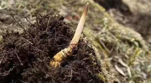  鮮冬蟲(chóng)夏草的多樣食用方法