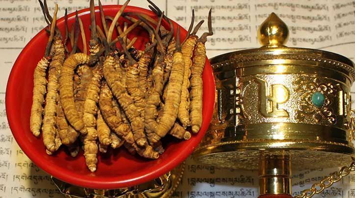 <a href=http://m.yangtenghuanbao.com/ target=_blank class=infotextkey>那曲<a href=http://m.yangtenghuanbao.com/ target=_blank class=infotextkey>冬蟲夏草</a></a>的有哪些藥用價(jià)值