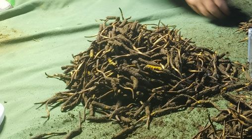 <a href=http://m.yangtenghuanbao.com/xinxian/ target=_blank class=infotextkey>鮮冬蟲夏草</a>的正確食用方法指南