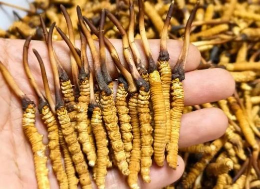 <a href=http://m.yangtenghuanbao.com/sdph/zcw/ target=_blank class=infotextkey>珍草王冬蟲夏草</a>是真的嗎？