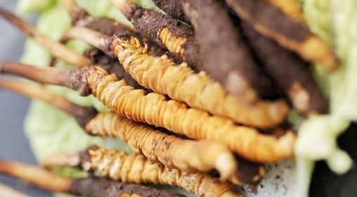 <a href=http://m.yangtenghuanbao.com/xinxian/ target=_blank class=infotextkey>鮮冬蟲夏草</a>功效與食用方法詳解