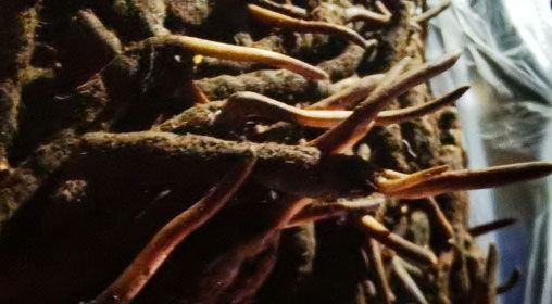 <a href=http://m.yangtenghuanbao.com/xinxian/ target=_blank class=infotextkey>新<a href=http://m.yangtenghuanbao.com/xinxian/ target=_blank class=infotextkey>鮮冬蟲夏草</a></a>的多種食用方法