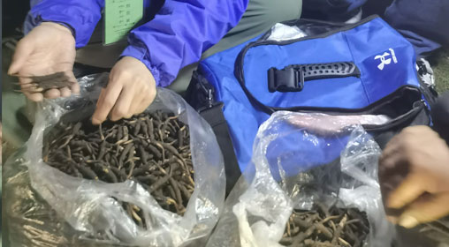 新鮮那曲蟲草多少錢一根？揭秘冬蟲夏草的價(jià)格密碼