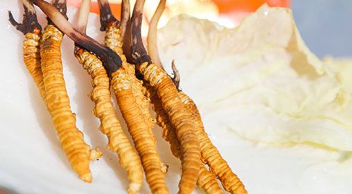 <a href=http://m.yangtenghuanbao.com/xinxian/ target=_blank class=infotextkey>新<a href=http://m.yangtenghuanbao.com/xinxian/ target=_blank class=infotextkey>鮮冬蟲夏草</a></a>燉燕窩