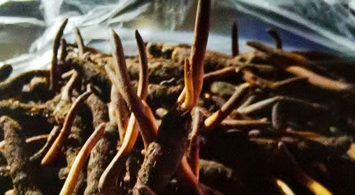 <a href=http://m.yangtenghuanbao.com/xinxian/ target=_blank class=infotextkey>新<a href=http://m.yangtenghuanbao.com/xinxian/ target=_blank class=infotextkey>鮮冬蟲夏草</a></a>營(yíng)養(yǎng)有哪些呢