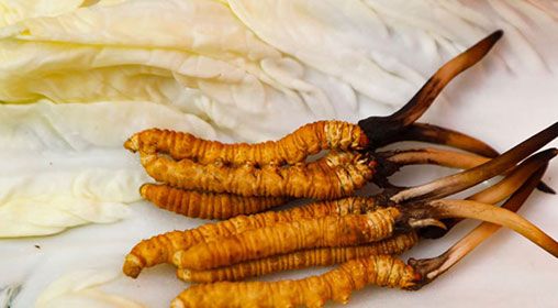 那曲雪域<a href=http://m.yangtenghuanbao.com/xinxian/ target=_blank class=infotextkey>新<a href=http://m.yangtenghuanbao.com/xinxian/ target=_blank class=infotextkey>鮮冬蟲夏草</a></a>