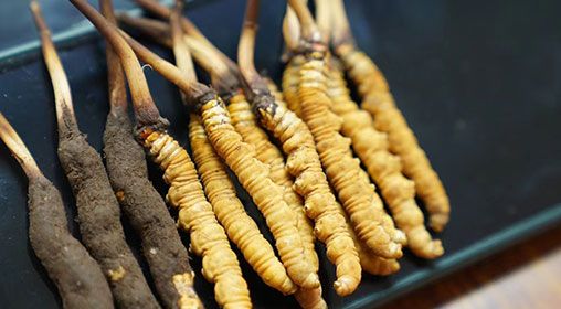 魚翅與<a href=http://m.yangtenghuanbao.com/xinxian/ target=_blank class=infotextkey>新<a href=http://m.yangtenghuanbao.com/xinxian/ target=_blank class=infotextkey>鮮冬蟲夏草</a></a>