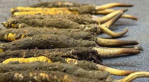 那曲<a href=http://m.yangtenghuanbao.com/xinxian/ target=_blank class=infotextkey>新<a href=http://m.yangtenghuanbao.com/xinxian/ target=_blank class=infotextkey>鮮冬蟲(chóng)夏草</a></a>采摘