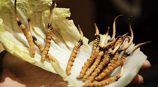 冷藏新鮮冬蟲夏草