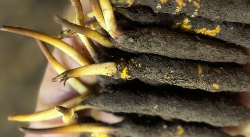 <a href=http://m.yangtenghuanbao.com/xinxian/ target=_blank class=infotextkey>新<a href=http://m.yangtenghuanbao.com/xinxian/ target=_blank class=infotextkey>鮮冬蟲夏草</a></a>晾曬