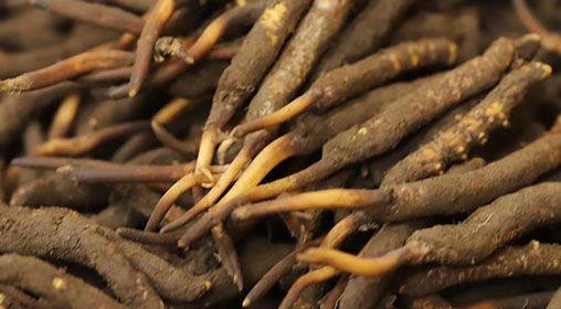 <a href=http://m.yangtenghuanbao.com/xinxian/ target=_blank class=infotextkey>新<a href=http://m.yangtenghuanbao.com/xinxian/ target=_blank class=infotextkey>鮮冬蟲夏草</a></a>品質(zhì)