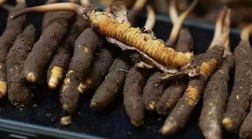 <a href=http://m.yangtenghuanbao.com/xinxian/ target=_blank class=infotextkey>新<a href=http://m.yangtenghuanbao.com/xinxian/ target=_blank class=infotextkey>鮮冬蟲夏草</a></a>發(fā)貨