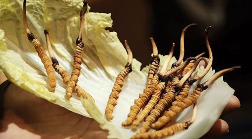 冷藏<a href=http://m.yangtenghuanbao.com/xinxian/ target=_blank class=infotextkey>新<a href=http://m.yangtenghuanbao.com/xinxian/ target=_blank class=infotextkey>鮮冬蟲(chóng)夏草</a></a>   