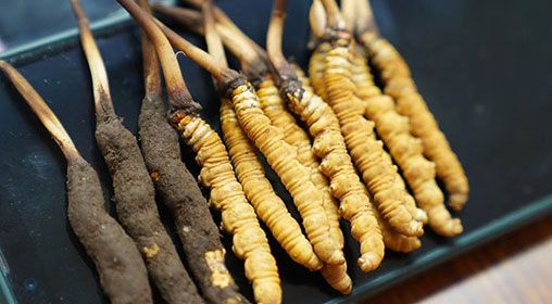 <a href=http://m.yangtenghuanbao.com/xinxian/ target=_blank class=infotextkey>新<a href=http://m.yangtenghuanbao.com/xinxian/ target=_blank class=infotextkey>鮮冬蟲夏草</a></a>做菜