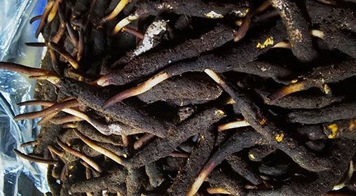 <a href=http://m.yangtenghuanbao.com/xinxian/ target=_blank class=infotextkey>新<a href=http://m.yangtenghuanbao.com/xinxian/ target=_blank class=infotextkey>鮮冬蟲夏草</a></a>產(chǎn)地