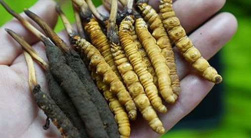 <a href=http://m.yangtenghuanbao.com/xinxian/ target=_blank class=infotextkey>新<a href=http://m.yangtenghuanbao.com/xinxian/ target=_blank class=infotextkey>鮮冬蟲夏草</a></a>服用