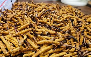 生命禁區(qū)綻放的奇跡：冬蟲夏草的生長(zhǎng)密碼