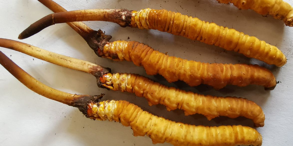 冬蟲夏草泡酒最佳配方：滋補養(yǎng)生，強身健體