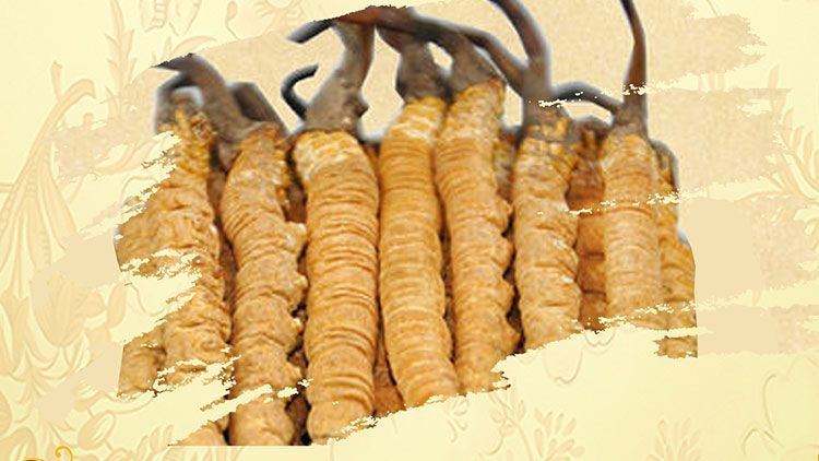 冬蟲夏草御寒效果好嗎？科學解讀其抗寒機制