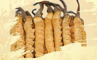 冬蟲夏草御寒效果好嗎？科學解讀其抗寒機制