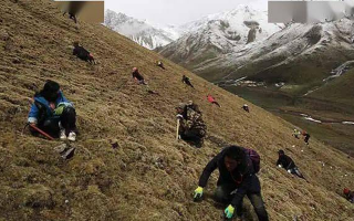 野生冬蟲夏草一斤多少錢？