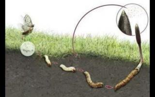 探秘冬蟲(chóng)夏草的形成之旅