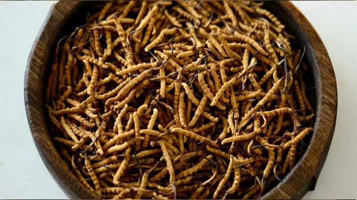 <a href=http://m.yangtenghuanbao.com/ target=_blank class=infotextkey>冬蟲夏草</a>真?zhèn)伪鎰e全攻略:五招識破 “李鬼”