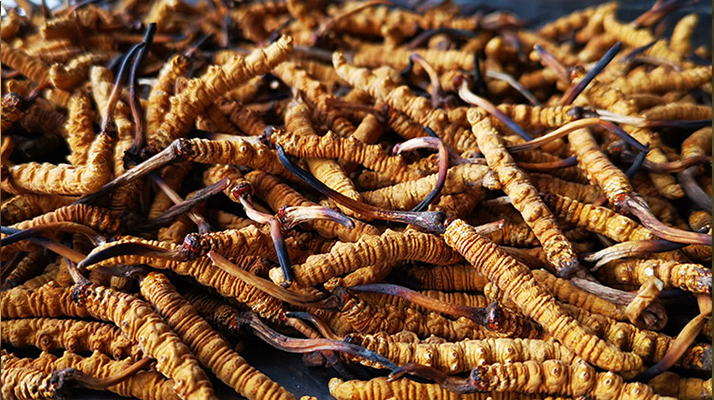 <a href=http://m.yangtenghuanbao.com/xinxian/ target=_blank class=infotextkey>新<a href=http://m.yangtenghuanbao.com/xinxian/ target=_blank class=infotextkey>鮮冬蟲夏草</a></a>曬干全攻略:留住營養(yǎng)的科學方法