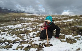 高原時節(jié)：探尋冬蟲夏草的最佳采摘季