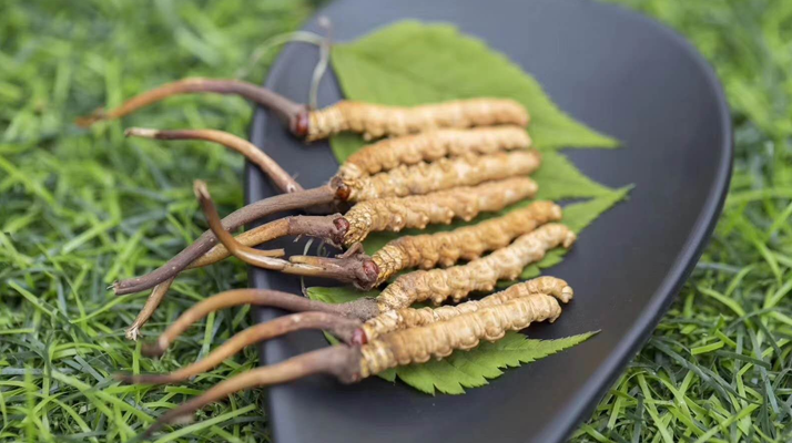 <a href=http://m.yangtenghuanbao.com/xinxian/ target=_blank class=infotextkey>鮮冬蟲夏草價(jià)格</a>揭秘：一根究竟值多少錢？