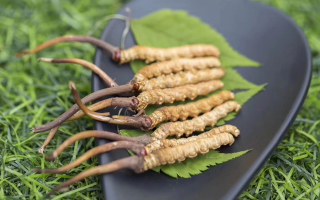 鮮冬蟲夏草價(jià)格揭秘：一根究竟值多少錢？