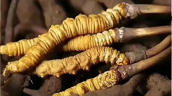 冬蟲夏草鮮草冷凍保存全指南：鎖住營(yíng)養(yǎng)，延長(zhǎng)鮮美