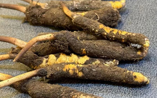 冬蟲夏草鮮草怎么吃？科學(xué)用量指南