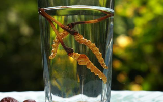 鮮冬蟲夏草怎么泡好吃？這些配方讓滋補更有滋味