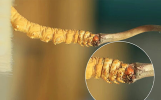 哪里能買到新鮮的冬蟲夏草？這幾個渠道要知道