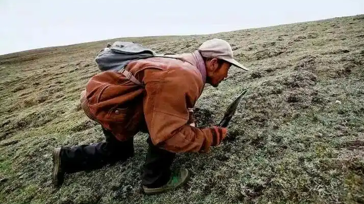 西藏冬蟲夏草最大產(chǎn)地：那曲，自然饋贈(zèng)的珍寶之地
