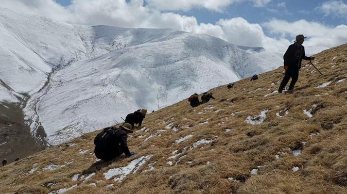 采挖新鮮冬蟲夏草合法嗎？
