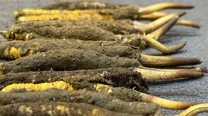 冬蟲夏草與新鮮草：一字之差，天壤之別