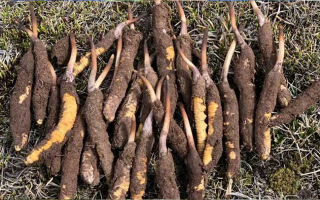 19歲能吃鮮冬蟲夏草嗎？